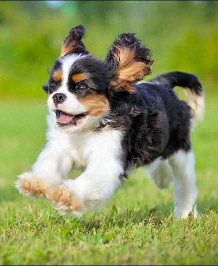 Cavalier King Charles Dog, Dog Aesthetic, King Charles Dog, King Charles Cavalier Spaniel Puppy, 강아지 그림, Spaniel Puppies, Spaniel Dog, Cavalier King, Charles Spaniel