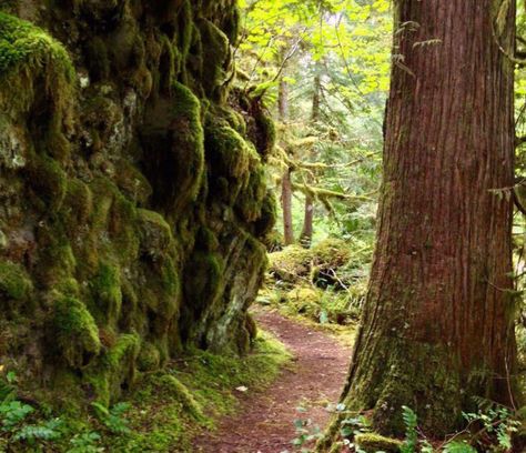 Moss-covered rock walls and huge maples, cedars, and Douglas firs line the trail for most of the way. Mt Hood Hikes, Magical River, Mount Hood National Forest, Oregon Nature, Hoh Rainforest, Huge Tree, Tree Spirits, West Coast Travel, Forks Washington