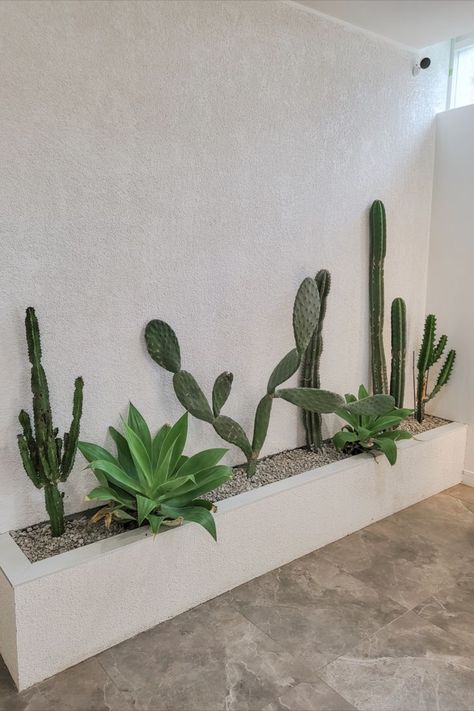 Cactus interior styling. Mediterranean Backyard Ideas, Indoor Cactus Garden, Cactus Garden Design, Cafe Plants, Cactus Garden Landscaping, Pool Plants, Joshua Tree House, Outdoor Pool Area, Indoor Cactus