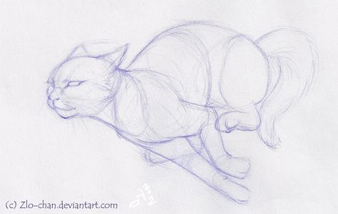 I wanted to try and draw something, but I couldnt think of anything or draw anything I thought was good enough to finish.........so I decided to sketch until real inspiration struck........but noth... Cat Drawing Study, Running Cat Reference, Dynamic Cat Poses Drawing, Warrior Cat Drawing Reference, Cat Hunting Drawing, Cat Body Reference, Cat Running Reference, Running Art Reference, Cat Running Drawing