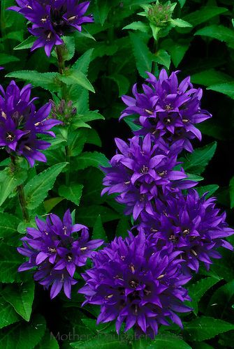 Purple Campanula Glomerata Suberba | Rich Purple Bellflowers, Campanula Glomerata Superba, Missouri Purple Bell Flowers, Purple Stuff, Purple Plants, Purple Garden, Flower Landscape, Flowering Shrubs, Perennial Garden, Exotic Flowers, Beautiful Blooms