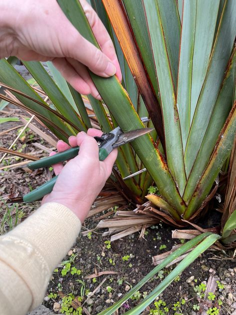 From garden to basket: using New Zealand Flax for weaving New Zealand Flax Weaving, Weaving With Grasses, Flax Weaving Tutorials, Diy Basket Weaving, Wild Crafting, Grass Weaving, Weaved Basket, Weaving Patterns Loom, New Zealand Flax