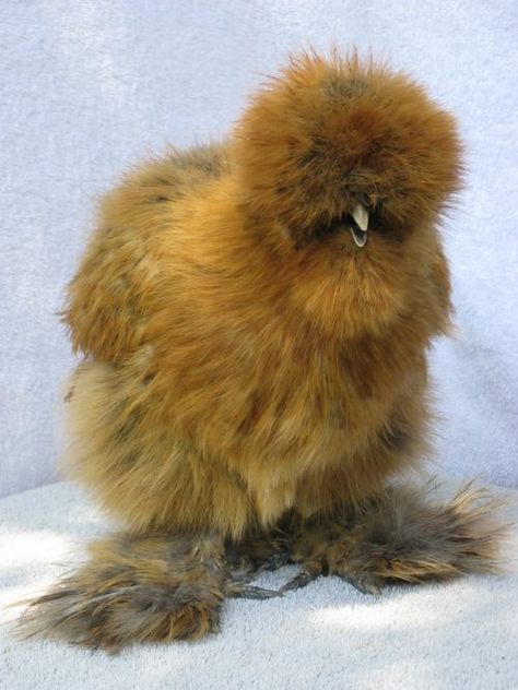 silkie chick aka. tiny sasquatch  My favorite breed of chicken-SOme people keep them as house pets as they would a parrot-very loving birds! Bantam Chicken, Fluffy Chicken, Bantam Chickens, Fancy Chickens, Silkie Chickens, Beautiful Chickens, Cute Chickens, Chickens And Roosters, Chicken Breeds