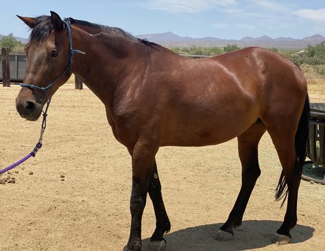 American Quarter Horse, Birth Year, Quarter Horse, Horse Photography, Beautiful Horses, Horses, Photography, Quick Saves, Color