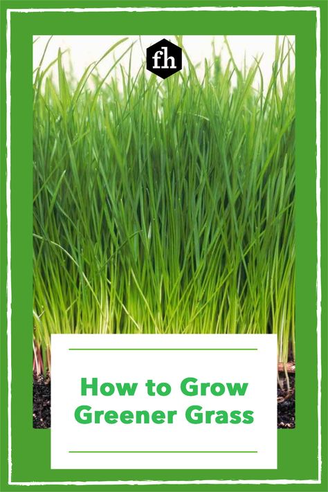 Learn the secrets on how to grow healthier, thicker and greener grass from our staff expert. These are our best grass growing tips. Wheatgrass Benefits, Pruning Basil, Growing Wheat Grass, Chia Pet, Barley Grass, Scrap Ideas, Miniature Plants, Wheat Grass, Potting Soil