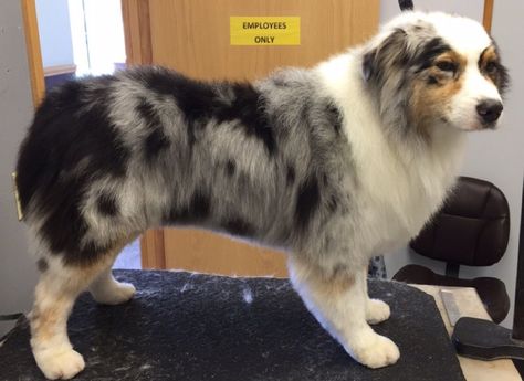 Australian Shepherd Haircut, Australian Shepherd Grooming, Grooming Australian Shepherd, Toy Aussie, Australian Shepherd Blue Merle, Mini Australian Shepherds, Aussie Shepherd, Australian Shepherd Puppy, Aussie Puppies