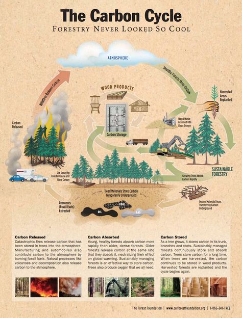 Learn about the forest's carbon cycle on our latest blog post! #NFPW16 Photo credit @SierraPacificIn Carbon Cycle Diagram, The Carbon Cycle, Pallet Halloween, Biomass Energy, Carbon Sink, Carbon Cycle, Carbon Sequestration, Education Positive, Art College