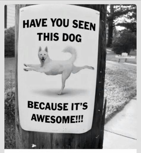 Heehee Dog Meme, Charles Darwin, Awesome Things, Funny Signs, Pet Store, Have You Seen, A Sign, I Smile, Bones Funny