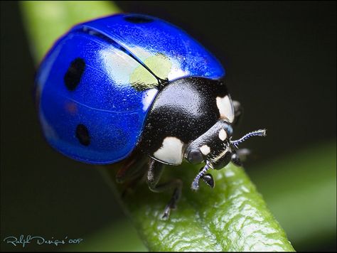 There are blue ladybugs but they are native to Hawaii and don't look like the picture above. Description from chinaadopttalk.com. I searched for this on bing.com/images Bug Activities, Lady Beetle, A Bug's Life, Beautiful Bugs, Airbrush Art, Lady Bird, Bugs And Insects, Beetles, Lady Bug