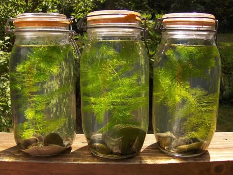 3 Ecospheres from MAKE magazine's "recipe." Using 2 L jars. These were sealed up one week ago and seem to be doing fine. The econaughts, shrimp, are quite lively and the water is clear. Usually kept on a windowsill, they got to go on a field trip for the picture. At Home Science Experiments, Office Plants, Science Fair Projects, Science Experiments Kids, Nature Activities, Science Fair, Environmental Science, Science For Kids, Science Projects