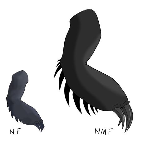 Titan Wing Night Fury, Night Fury Oc Base, Night Fury Base, Toothless Drawing, Dragon Journal, Httyd Oc, Dragon Anatomy, Lion King Drawings, Httyd Art