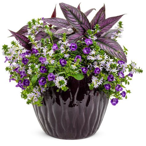 It's Destiny | Proven Winners Wishbone Flower, Persian Shield Plant, Serene Backyard, Front Porch Flower Pots, Persian Shield, Garden Diy Ideas, Porch Flowers, Container Gardening Flowers, Purple Plants