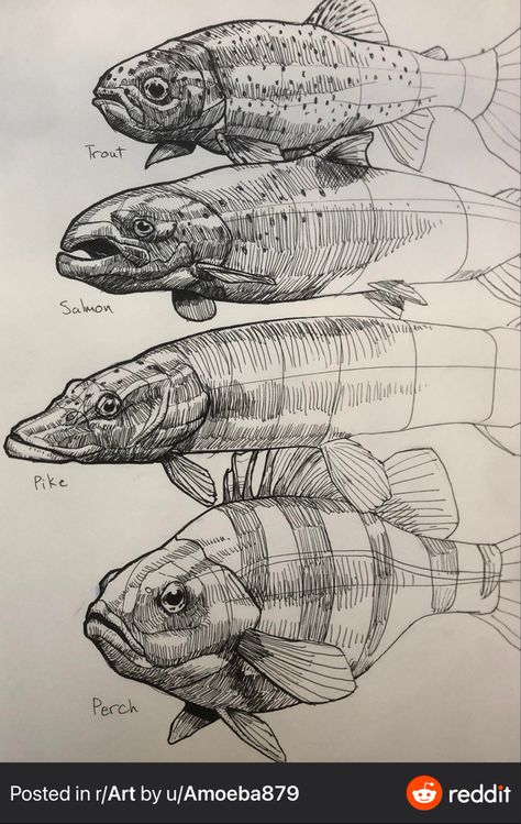 Drawings With Pen, Pencil Drawing Inspiration, Fish Drawings, Scientific Illustration, Arte Inspo, A Level Art, Sketchbook Inspiration, Animal Sketches, 판타지 아트