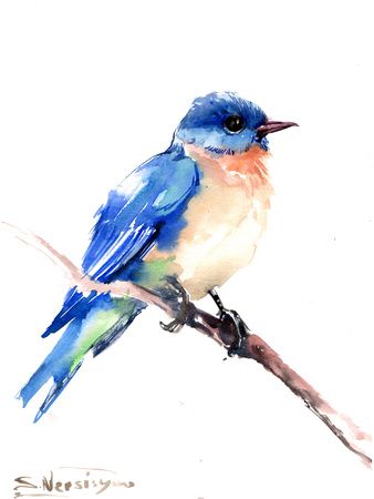 Bluebird, Art and Prints at Art.com Etsy Art Prints, Bird Drawings, Watercolor Bird, Etsy Art, Watercolor Animals, Bluebird, Art Inspiration Drawing, Birds Painting, Art Graphique