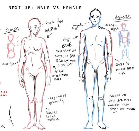 Men Vs Women Body Drawing, Masc Vs Fem Drawing, Men Vs Women Anatomy Drawing, Drawing Men Vs Women, Male Vs Female Anatomy Drawing Reference, Male Vs Female Face Drawing Reference, Masc Body Drawing, Body Base Drawing Realistic, Male And Female Anatomy Drawing