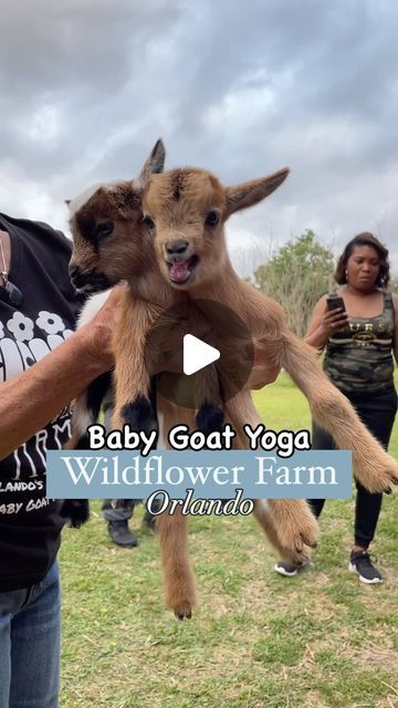 𝓔𝓪𝓽 𝓶𝓮 📍 ဝʀʟᴀɴᴅဝ+ on Instagram: "Who needs therapy when you can cuddle baby goats? [SOUND ON] 🥹🐐🥰 

One my favorite things to do in Orlando in the Fall, or really as soon as the weather cools down, is the baby goat yoga at @wildflowerfarmorlando , so here is a compilation of my many visits 💖

If yoga isn’t your thing, they also have Party in the Pasture (for adults-only!), where you get 1 hr to bottle feed, play and cuddle baby goats for $16/person 😍 or they also have Fables on the Farm for kids at $13/person. 

Make sure to book your tickets ahead of time because they do sell out!

#orlando #stufftodoinorlando #babygoatyoga #wildflowerfarm #orlandofoodie #orlandolocal #orlandofamilyfun #orlandoactivities #orlandolocal #babygoats" Baby Goats Video, Baby Goats Pygmy, Goat Videos, Orlando Activities, Things To Do In Orlando, Goat Yoga, Baby Goat, Eat Me, Baby Goats