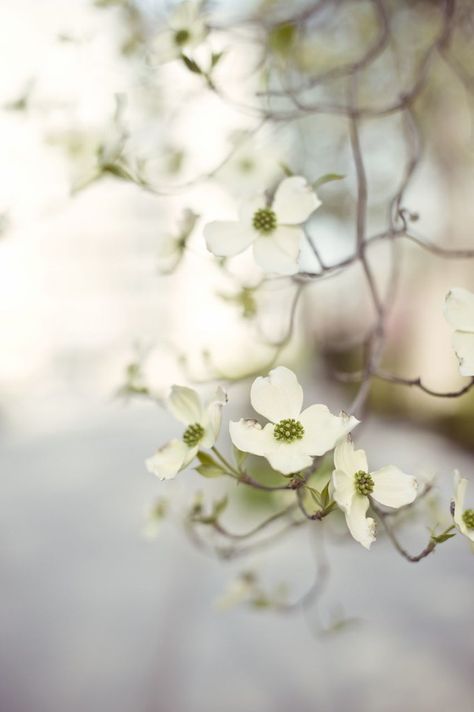 dogwood blossoms | It's been awhile since I uploaded a flora… | Flickr Background Aesthetics, Wood Trees, Dogwood Blossoms, Outdoor Aesthetic, Dogwood Trees, Dogwood Flowers, White Gardens, 3d Flowers, Pure Beauty