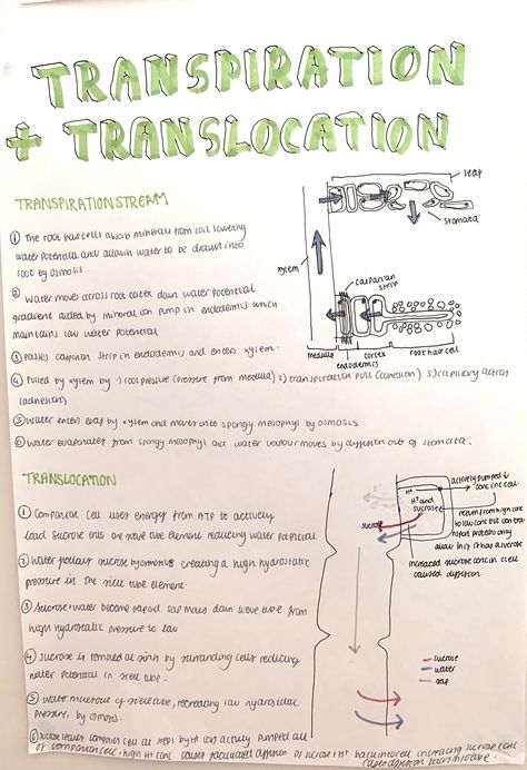 A level biology transpiration and translocation revision- planet transport systems #school #alevels #biology #study A Level Biology Photosynthesis, Translocation In Plants, Transport In Plants Biology Notes, Gcse Aqa Biology Revision Notes, Aqa A Level Biology, Biology Paper 1 Revision, Biology Revision Gcse, A Level Biology Notes, Alevel Biology