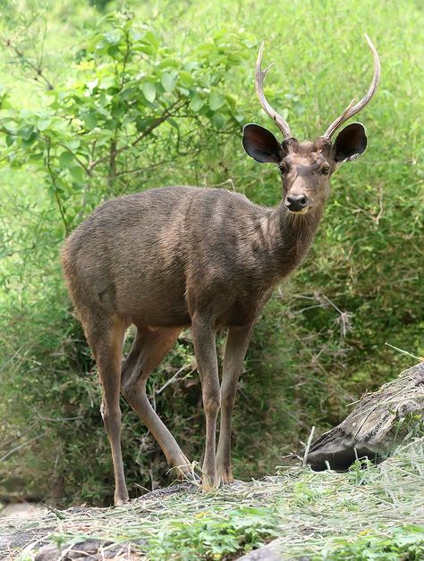 sambar (Rusa unicolor) in Bangalore Sambar Deer, Water Deer, Male Deer, Animal Studies, Deer Wallpaper, Deer Photos, Fallow Deer, Deer Family, Animal Study