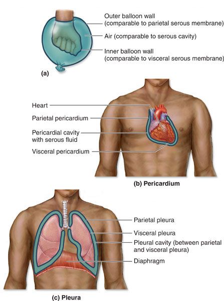 Body Cavities, Respiratory System Anatomy, Serous Membrane, Thoracic Cavity, Cardiothoracic Surgery, Physical Therapy Student, Human Body Organs, Study Biology, Basic Anatomy And Physiology