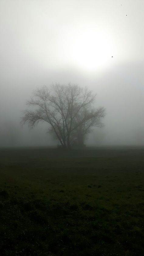 Emre Core, Dark Naturalism Aesthetic, Dark Naturalism, Foggy Weather, Dark Nature, Dark Green Aesthetic, Dark Nature Aesthetic, Foggy Forest, Cinematic Photography