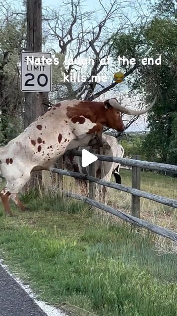 Horsemanship / Amy Bowers on Instagram: "Well we know how this guy is getting out. We moved these guys out of this pasture into a new one so hopefully this doesn’t happen again.  I have to admit he has got pretty good form 😂.  #ranchlife #ranchwife" Animal Memes Hilarious, Sheep Pictures, Hilarious Animal Memes, Funny Farm Memes, Longhorn Steer, Busy Boards, Cowboy Meme Funny, Crochet Sheep, Dog Stuffed Animal