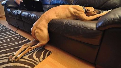 Funny Dog Photos, Dog Videos, Rhodesian Ridgeback, Funny Dog Pictures, Funny Dog Videos, Dog Park, Dog Trainer, Dog Gifs, Dog Photos