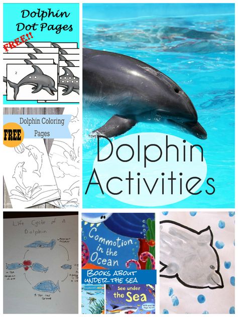 dolphin activities and printables for kids, plus recommendations for under the sea themed books Dolphin Worksheet, Dolphin Activities, Dolphin Birthday Parties, Dolphin Birthday, Dolphin Cakes, Dolphin Party, Ocean Books, Worksheet Kindergarten, Ocean Unit