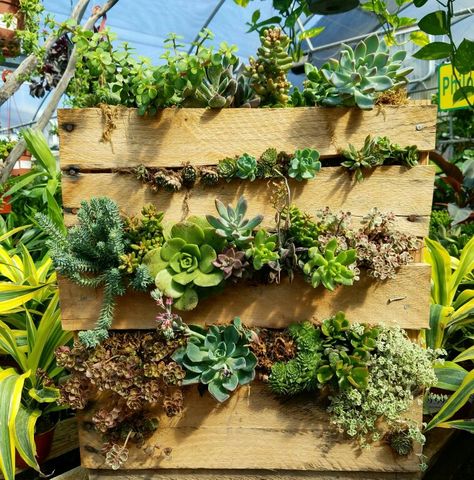 Custom-made succulent pallet from recycled wooden pallet. Made here at our nursery Wood Pallet Planters Wall, Pallet Flower Planter Wall, Succulents In Pallets, Succulents Pallet Wall, Succulent Pallet, Succulent Tapestry Garden, Green Things, Wooden Pallets, Gardening Ideas