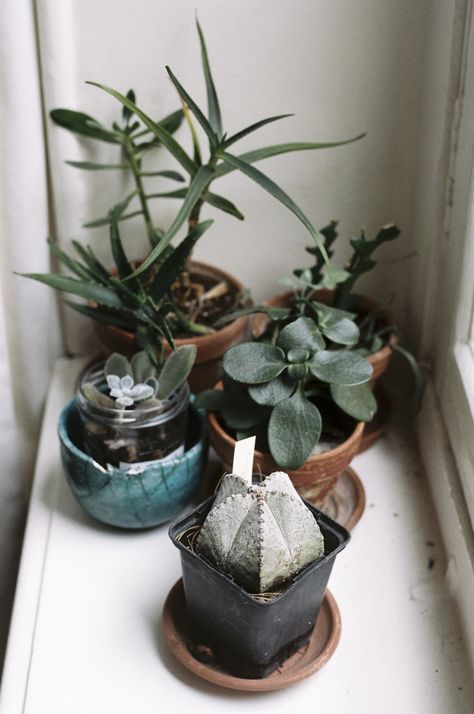 Houseplant Inspiration, Indoor Cactus Plants, Gardening Inside, Plant Interior, Plant Parenthood, Apartment Gardening, Windowsill Garden, Jungle House, Indoor Cactus