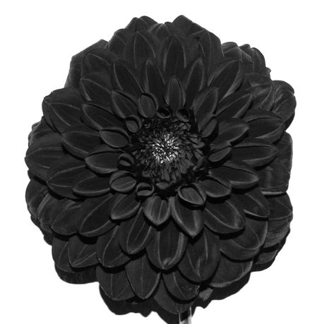 The Mysteries of the Black Dahlia Flower, Revealed | FloraQueen Dahlia Flower Black, Dahlia Flower Meaning, Black Dahlia Flower, The Black Dahlia, Flower Tattoo Meanings, Dark Garnet, Goth Garden, Summer Bulbs, Tribe Of Judah