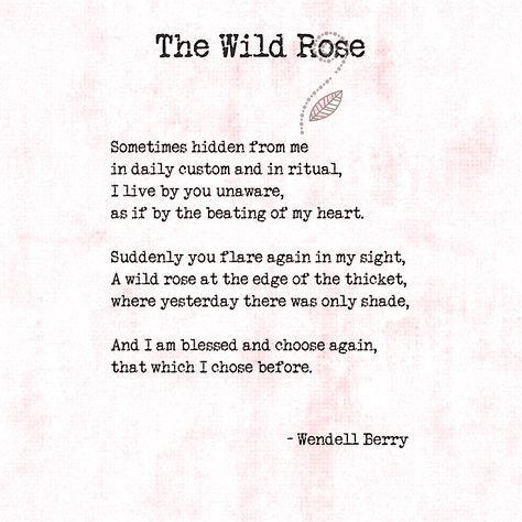 The Wild Rose - Wendell Berry | #poem #poetry #love Rose Poems, Wendell Berry, Soul Poetry, Quotes Poetry, I Am Blessed, Empowerment Quotes, Super Quotes, Adventure Quotes, Trendy Quotes