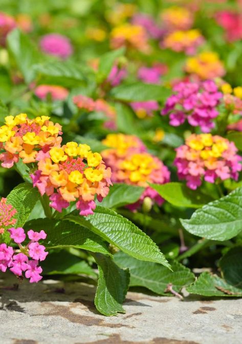 15 plantas que soportan mucho sol y alegrarán tu balcón Plantas Exterior, Lantana Flower, Ideas Patio, Flower Power, Patio, Exterior, Plants, Flowers, Color