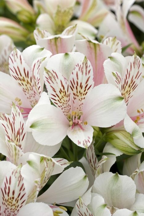 White Alstroemeria, Peruvian Lily, Lily Seeds, Peruvian Lilies, Tropical Wedding Flowers, Day Lilies, The Secret Garden, Exotic Flowers, Lily Flower