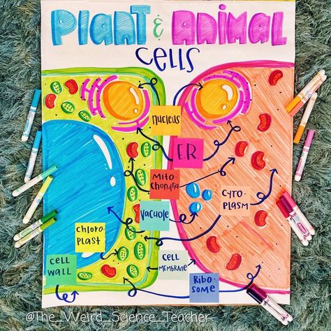 Science Chart Ideas For Classroom, Cells Anchor Chart, The Weird Science Teacher, Science Chart Ideas, Science Class Aesthetic, Biology Teacher Classroom, Science Teacher Aesthetic, Science Classroom Ideas, Prokaryotes And Eukaryotes