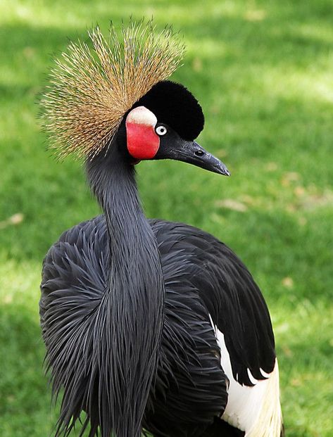 Black Crowned Crane, Crested Crane, Big Iguana, South African Birds, Animal Close Up, Big Birds, Crowned Crane, National Animal, Flamingo Bird