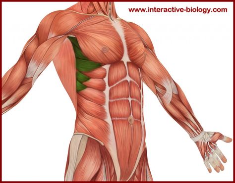 External Oblique, Serratus Anterior, Eye Anatomy, Muscle Anatomy, Anatomy Poses, Bodybuilder, Anatomy, Bodybuilding, Humanoid Sketch