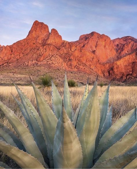 Red Desert Aesthetic, Arizona Painting, Desert Aesthetic, Red Desert, Mood Board Fashion, Green And Red, Green Aesthetic, Fourth Of July, Painting Ideas