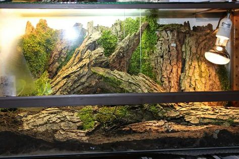 Forest Terrarium Aviary Mini, Rainforest Vivarium, Snake Tanks, Snake Habitat, Forest Terrarium, Snail House, Vivarium Ideas, Bearded Dragon Terrarium, Snake Enclosure