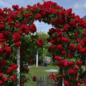 Mr Lincoln Rose Bush, Mr Lincoln Rose, Queen Athena, Zuppa Toscana Soup Olive Garden, Pretty Backyard, Fancy Lifestyle, Red Climbing Roses, Flowering Bushes, Rose Belle