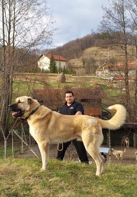 Turkish Kangal Dog, Kangel Dogs, Turkish Kangal, Caucasian Shepherd Dog, Kangal Dog, Caucasian Shepherd, Turkey Dogs, Livestock Guardian Dog, Livestock Guardian