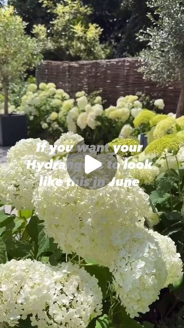 Gardens With Hydrangeas, Growing Hydrangeas In Pots, Annabel Hydrangea, Container Hydrangea, Trimming Hydrangeas, What To Plant With Hydrangeas, Hydrangea Pruning, Hydrangea Planters, Hydrangea Annabelle