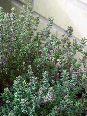 Thyme Plant Care, English Thyme, Growing Winter Vegetables, Growing Thyme, Thyme Flower, Thyme Plant, Organic Plant Food, Plant Pests, Fall Garden Vegetables