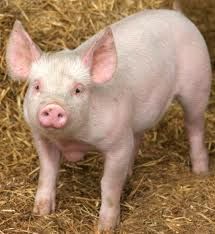 I love pigs<3 Good Luck Symbols, Baby Pigs, This Little Piggy, Flying Pig, Animal Nutrition, Cute Pigs, Little Pigs, Farm Animals, Funny Stuff