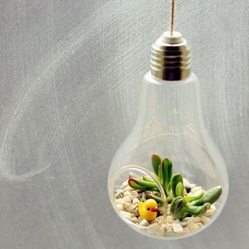 Hanging Glass Vase, Light Bulb Crafts, Paper Succulents, Hanging Terrarium, Succulent Art, Hanging Vases, Quirky Decor, Money Plant, Terrariums Kits