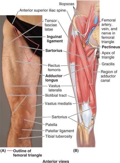 History Of Massage Therapy, Square Hips, Health Appointments, Surface Anatomy, Body Muscle Anatomy, Leg Anatomy, Human Muscle Anatomy, Sports Massage Therapy, Berkeley Square