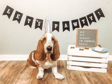 Follow _moosethebasset on Instagram: “and today we celebrate my half birthday!! I am 6 months old, can you believe it!?!! LETS PAWTYY” Half Birthday Photoshoot, 6 Month Birthday, Animal Humor Dog, Half Birthday, Puppy Birthday, 6 Month Olds, Wildlife Nature, Birthday Photoshoot, Pet Owners