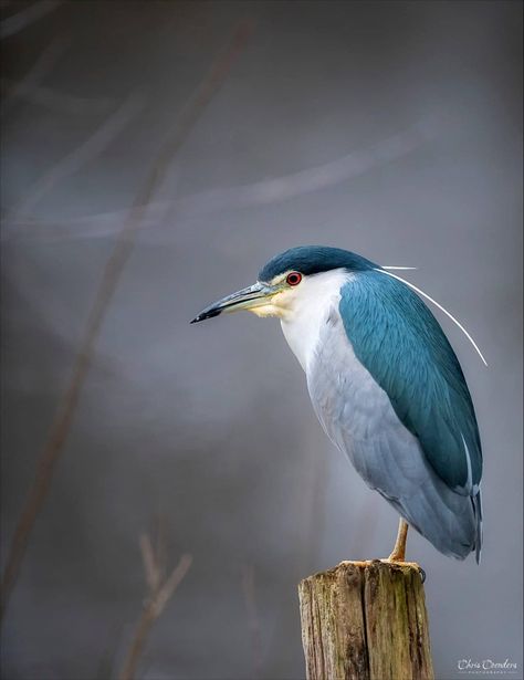 Black crowned night heron Heron Photography, Heron Photo, Snow Rose, Night Heron, Bird Identification, Black Crown, Bird Watcher, Australian Birds, Bird Pictures