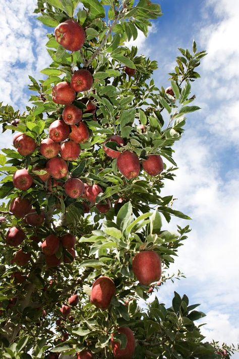 Apple trees prefer warm summers. These trees are flowering trees & flowers must be pollinated to set fruit. When planting just one apple tree it might not grow fruit, a variety of apple trees (at least two) should be planted so the trees can cross-pollinate and produce fruit. Plant apple trees in November & make sure to press soil firmly around the roots.  Varieties that do well in zone 8 include: Fuji, Gala, Jonagold, Empire & Golden Delicious. The average harvest August to late October. Homestead Orchard, Allison Anderson, Tree House Drawing, Tree Braids Hairstyles, Fruits Garden, Fruit Tree Garden, Fruit Growing, Nut Trees, Growing Fruit Trees