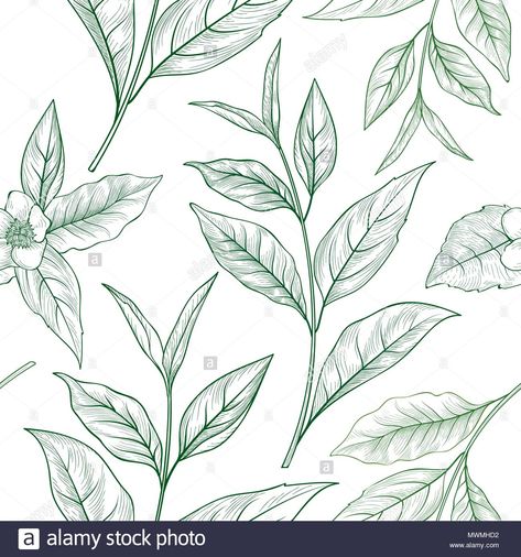 Beverage Menu Design, Tea Leaves Illustration, Branch Sketch, Leaves Sketch, Pattern Leaves, Tea Logo, Leaves Background, Leaves Illustration, Leaf Illustration